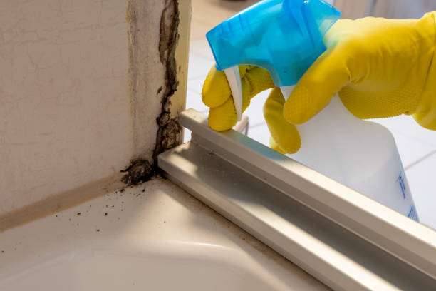 Best Insurance-Related Mold Remediation in Thompsonville, PA