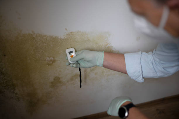 Best Localized Mold Remediation (e.g., coastal areas, humid climates) in Thompsonville, PA