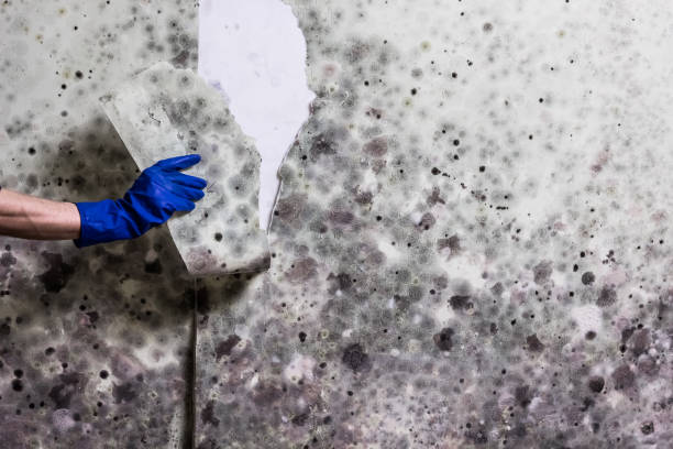 Best Mold Testing and Inspection Services in Thompsonville, PA